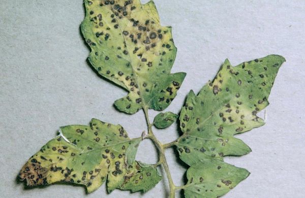 Black spot disease in roses