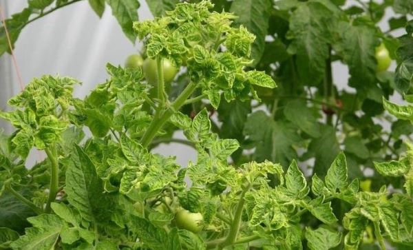 Leaf curl disease in tomato